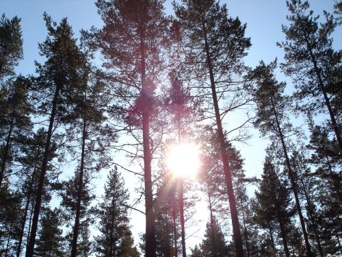 Skogen Skogen