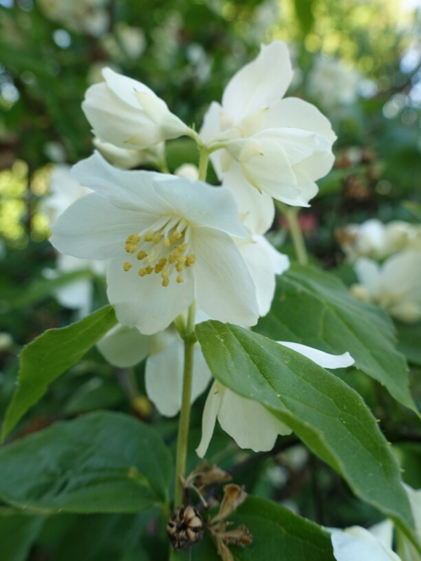 schersmin
