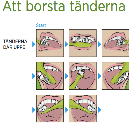 borsta_tanderna