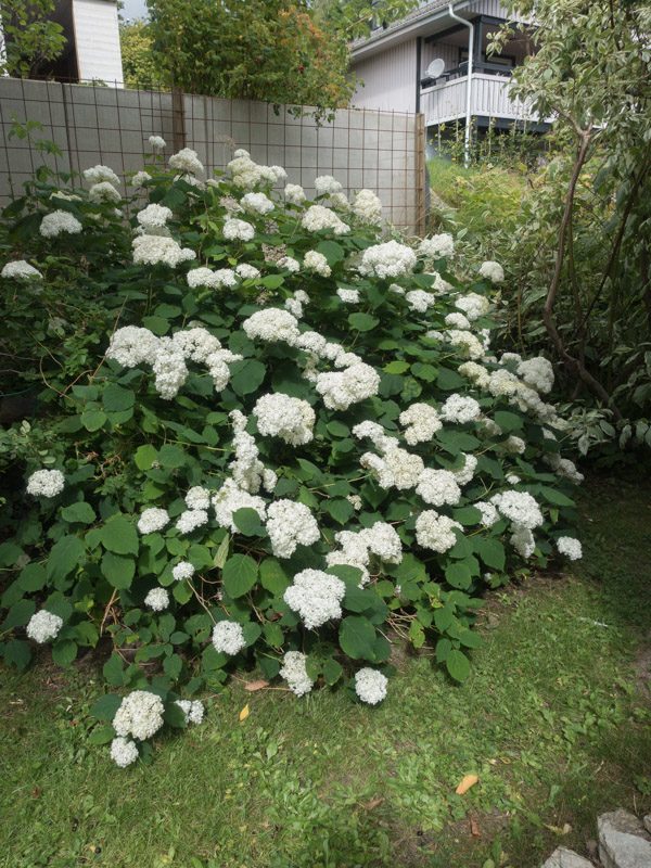 syrenhortensia-1