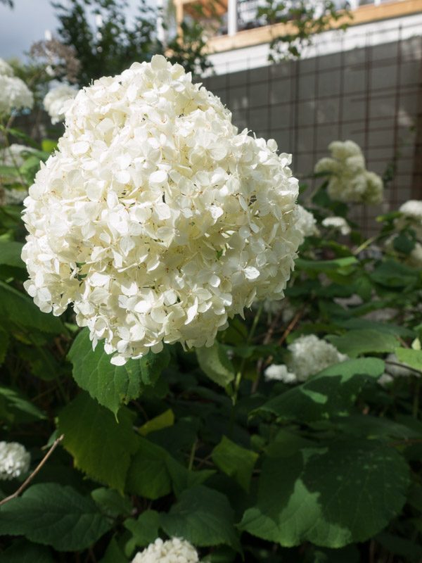 syrenhortensia-7