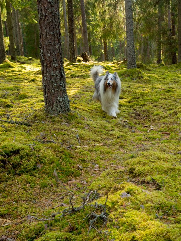 Gandalf i skogen