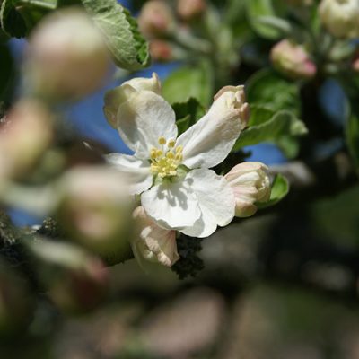 Bara EN äppelblomma till.