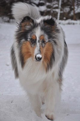 Vinter