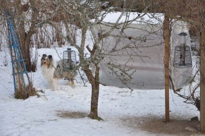 Att lära hunden dumheter och varmare inomhus.