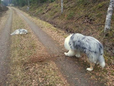 Liten hund, liten pinne – stor hund, stor pinne!
