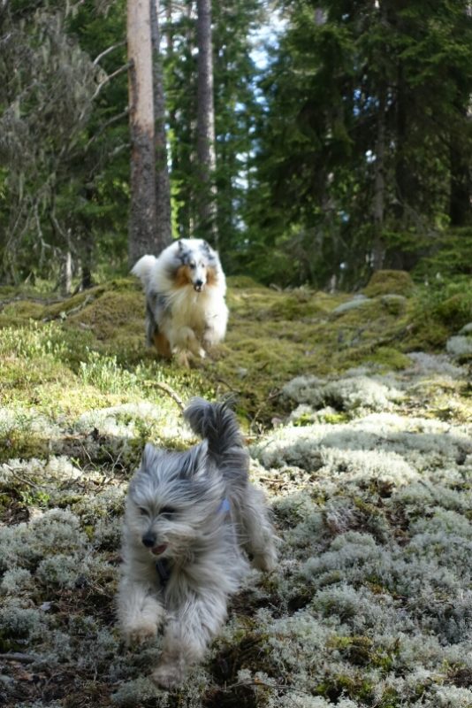 Det här med skogen