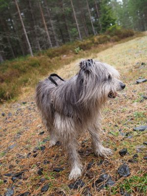 Vovvarna och jag i skogen