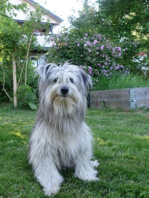 Hundar i trädgården