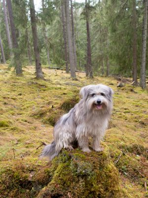 Fina hundarna