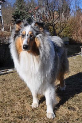 Rymmarhund