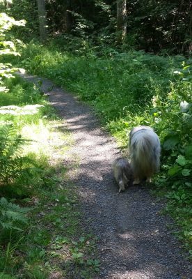 Gandalf och Iggy