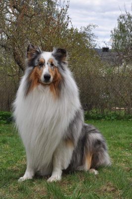 Det fanns en annan hund här…