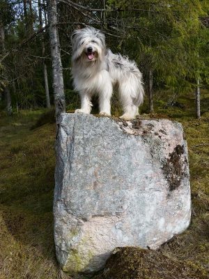 Hoppa och bära träd