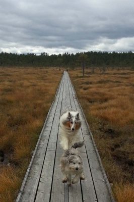 Höst