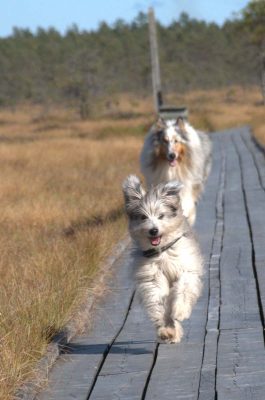 Bildbombning – hundar på promenad