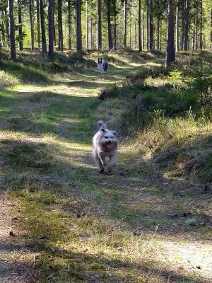 Alltså hundarna