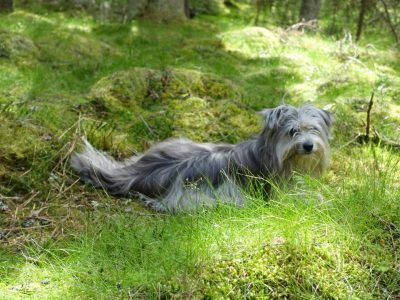 Skogen och hundarna
