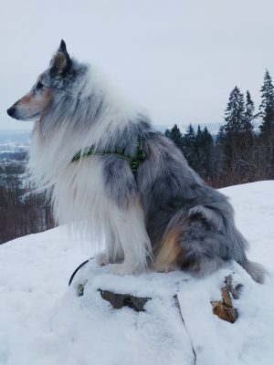 Vinter