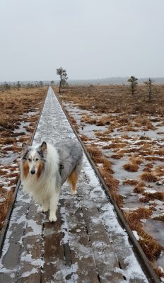 Mittemellanväder