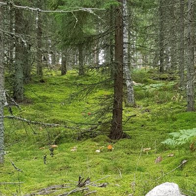 En sväng i skogen