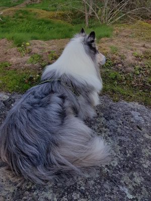 En härlig söndag