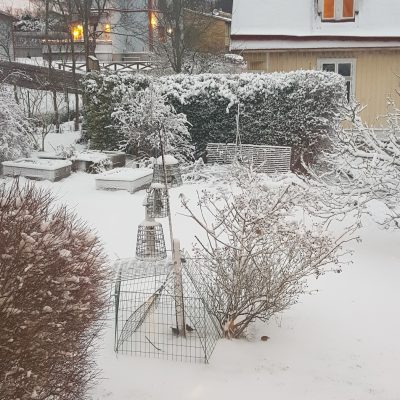 Snö