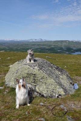 Att vara ute på tur med hundarna