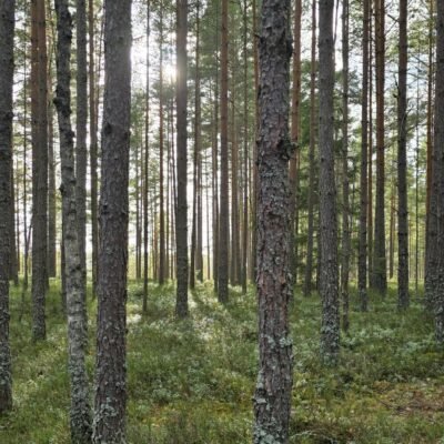 En härlig promenad