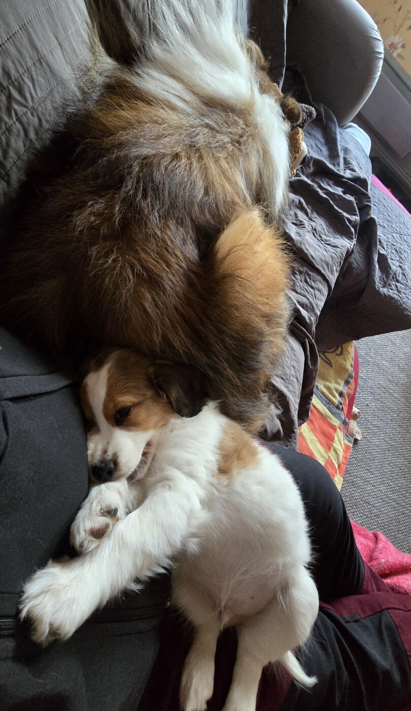 Ville och Felix i soffan